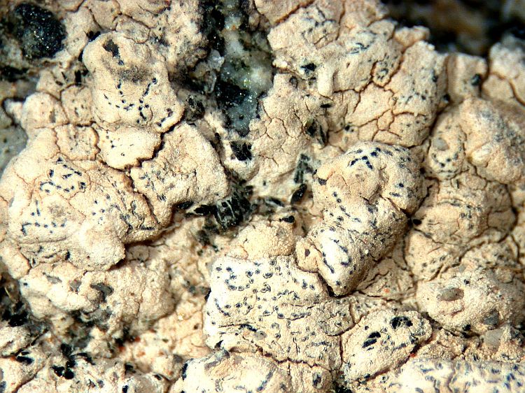 Roccellographa circumscripta from France leg. Vezda 803