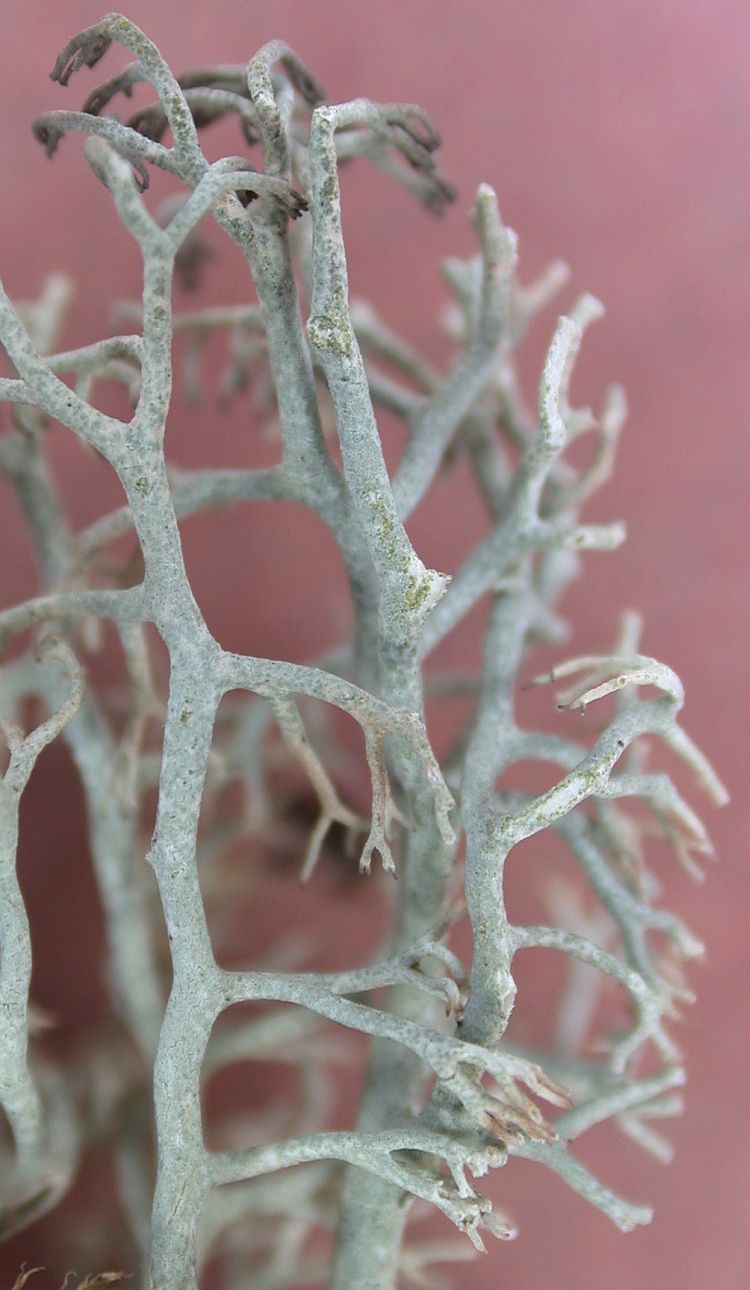 Cladonia arbuscula from China, Yunnan (ABL)