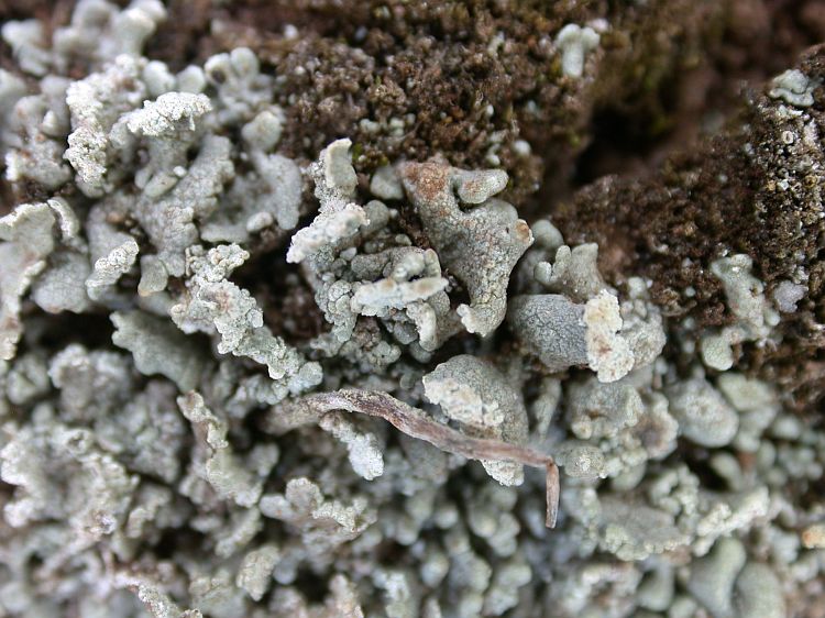 Cladonia ceratophylla from Ecuador, Galápagos 