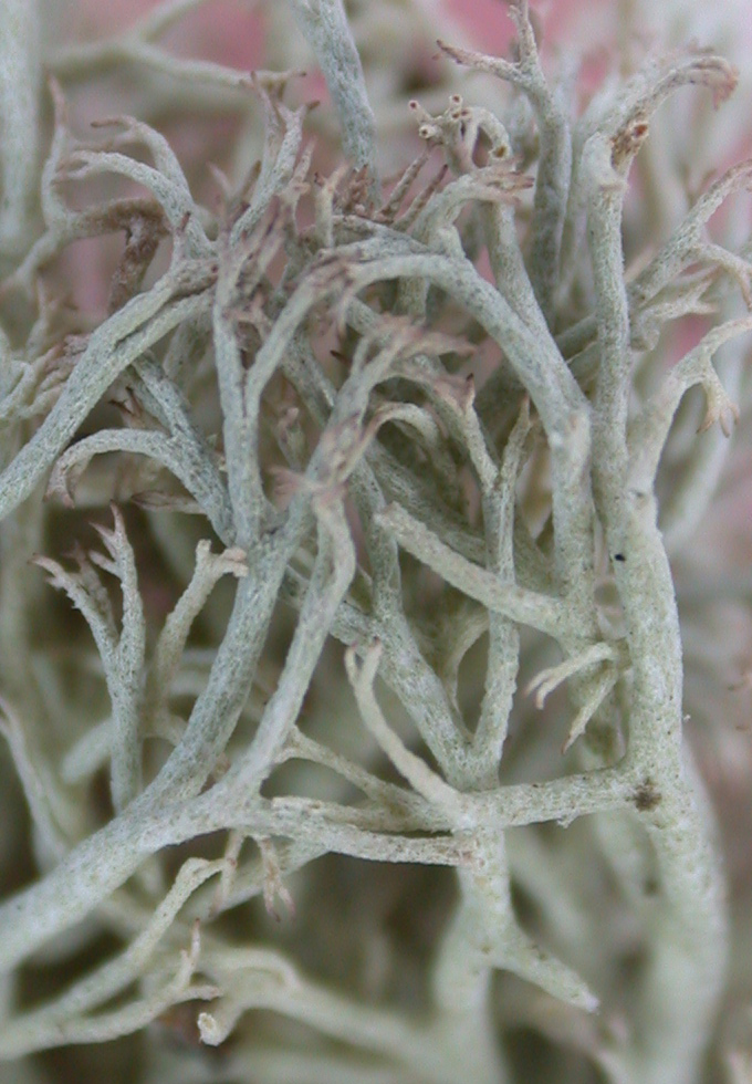 Cladonia ciliata from China, Yunnan (ABL)