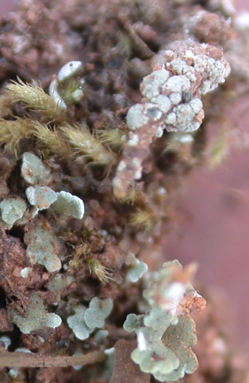 Cladonia clavulifera from China, Yunnan (ABL)