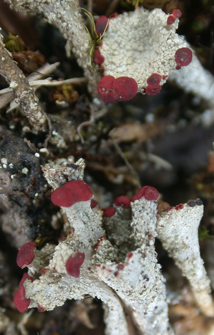 Cladonia coccifera from Taiwan (ABL)