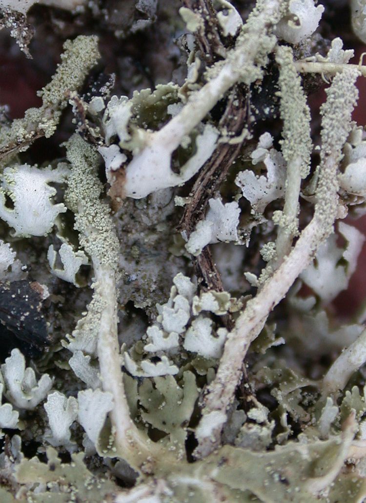 Cladonia coniocraea from Taiwan (ABL)