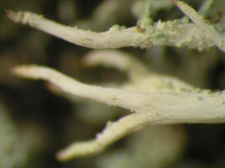 Cladonia corymbites from Netherlands Antilles, Saba Habitus. leg. Sipman  54803. Image width = 4 mm.