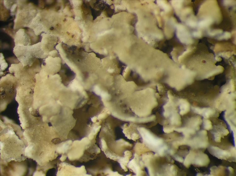 Cladonia corymbites from Netherlands Antilles, Saba Habitus, squamules. leg. Sipman 15196. Image width = 4 mm.