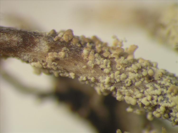 Cladonia corymbites from Netherlands Antilles, Saba Habitus. leg. Sipman  15198. Image width = 4 mm.