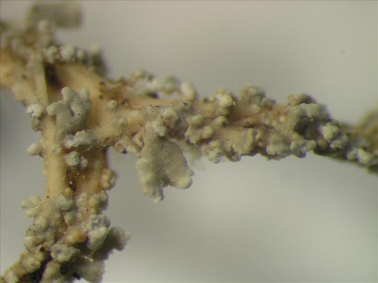 Cladonia corymbites from Netherlands Antilles, Saba Habitus. leg. Sipman  15196. Image width = 4 mm.