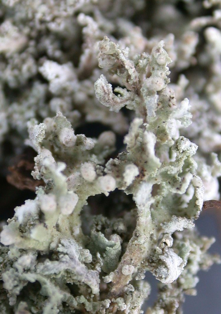 Cladonia corymbites from Ecuador, Galápagos 