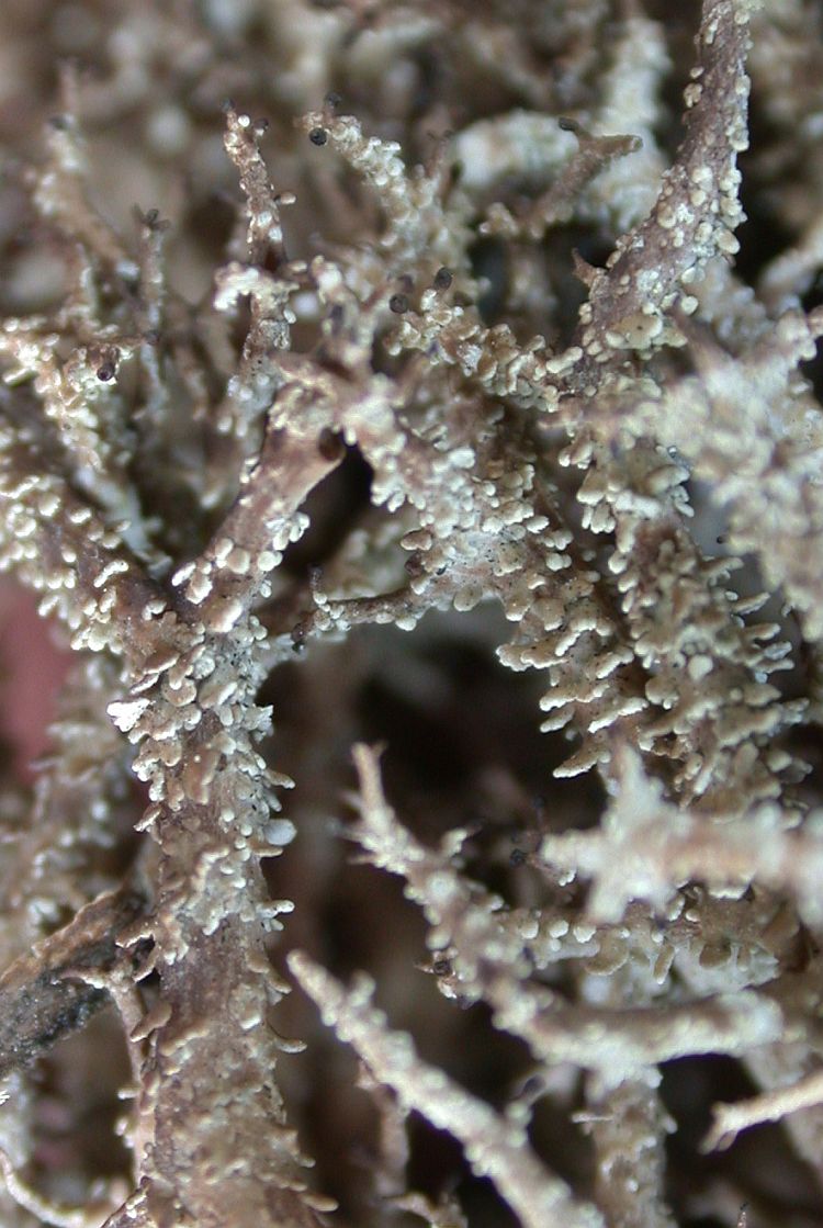 Cladonia crispata from Taiwan (ABL)