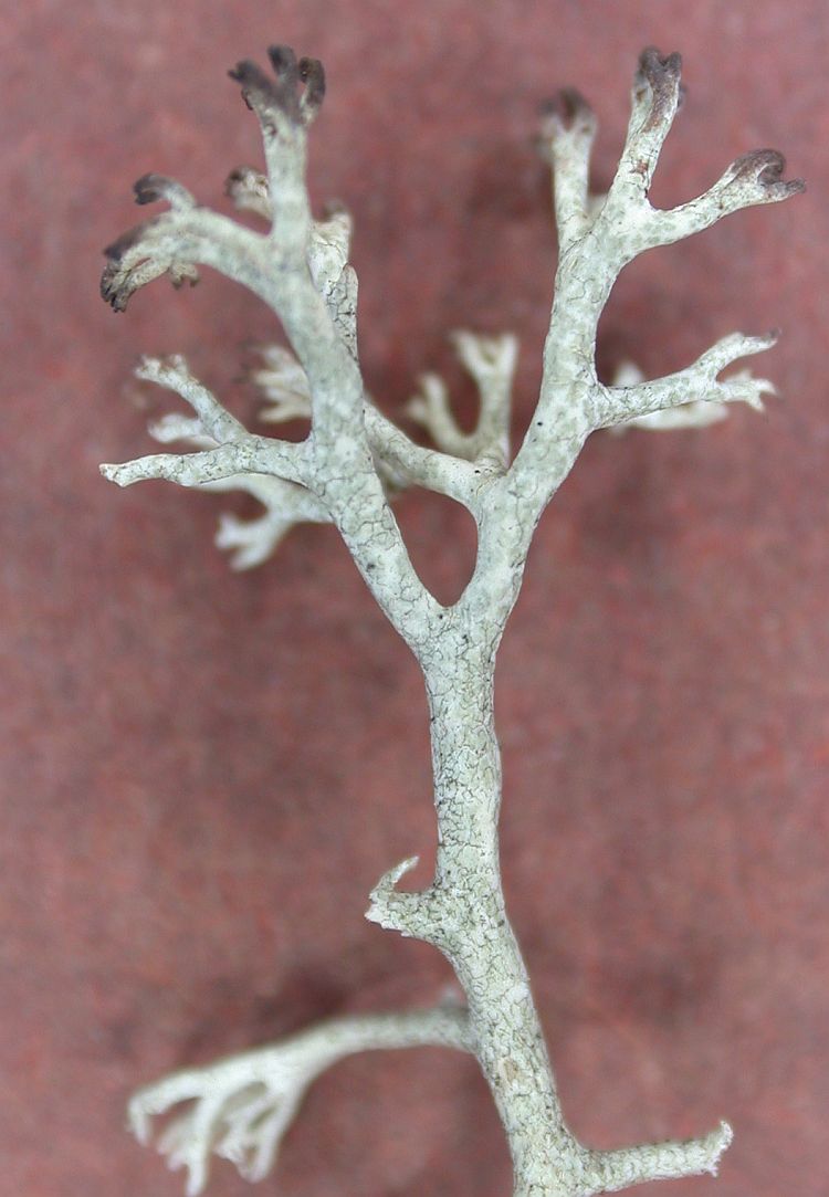 Cladonia delavayi from China, Yunnan (ABL)