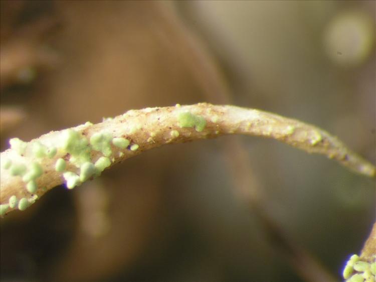 Cladonia didyma from Netherlands Antilles, Saba Habitus. leg. B. Buck 50665. Image width = 4 mm.