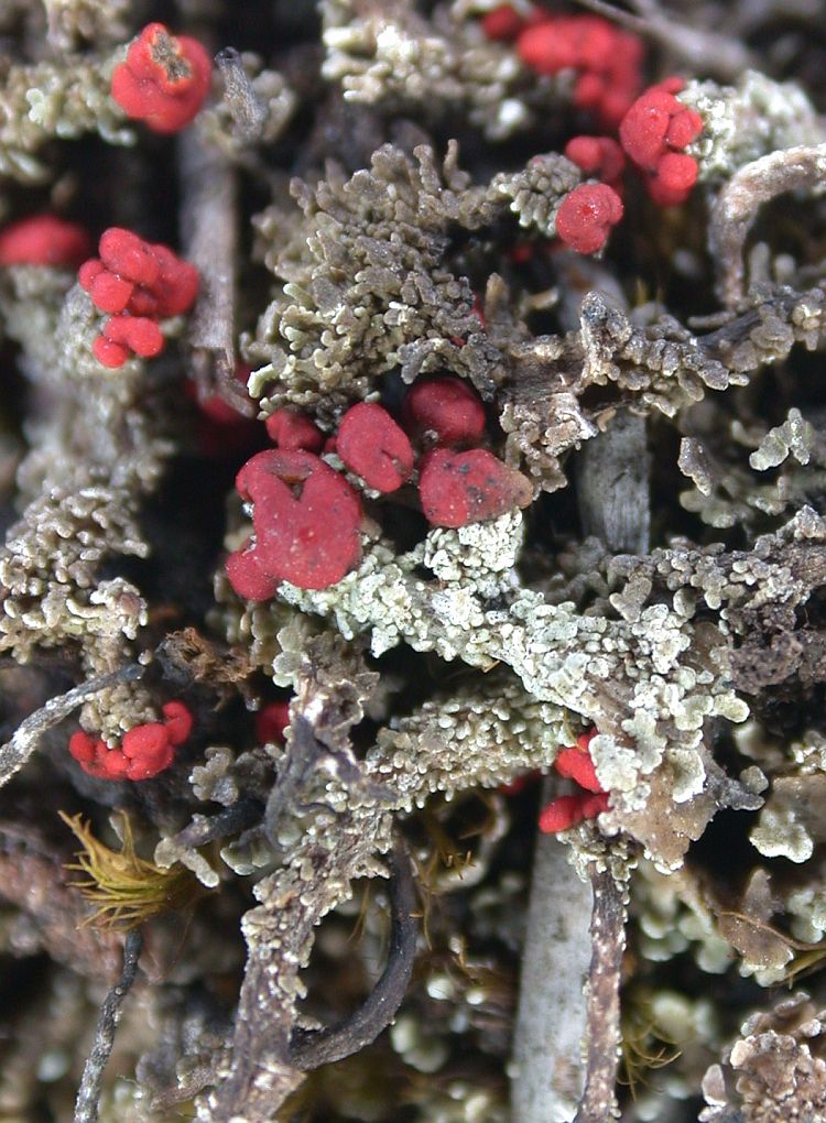 Cladonia didyma from China, Yunnan (ABL)