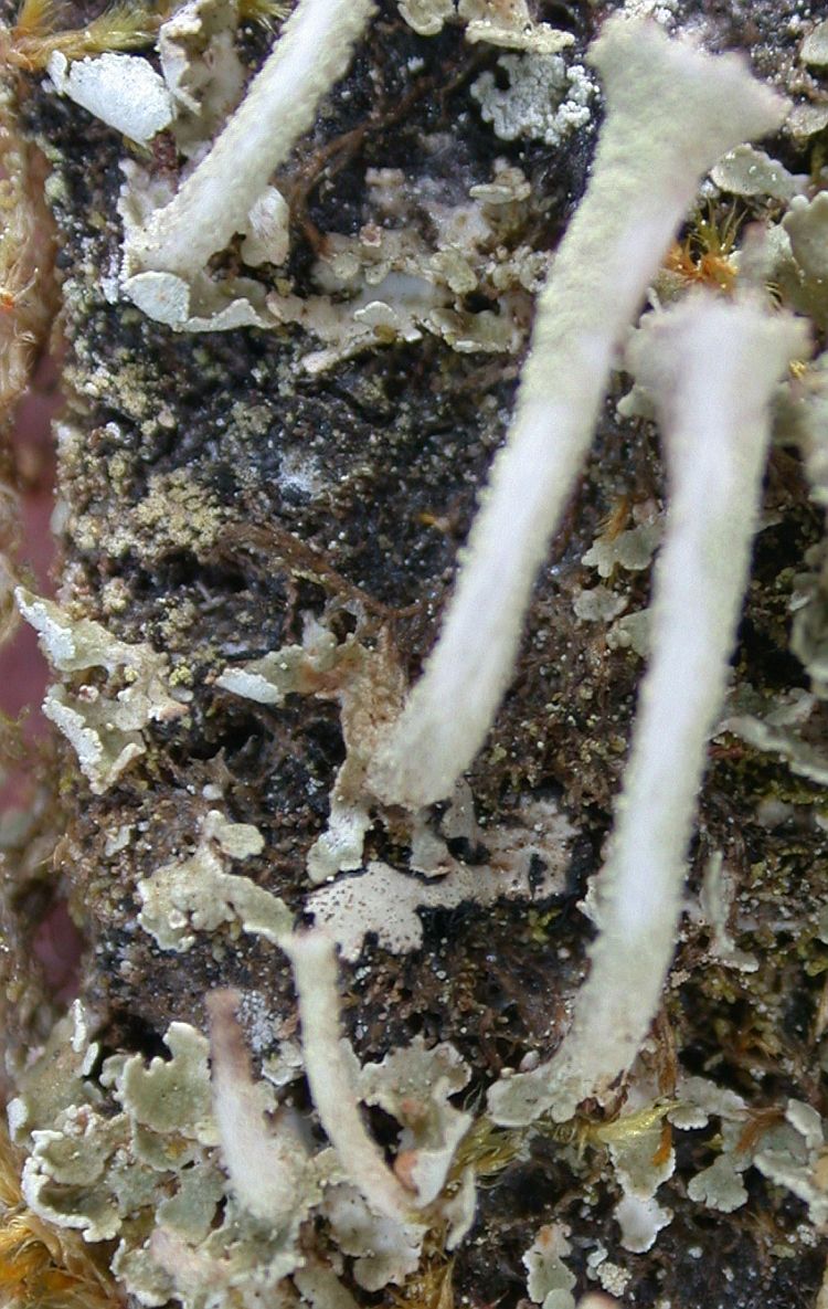 Cladonia fimbriata from Taiwan (ABL)