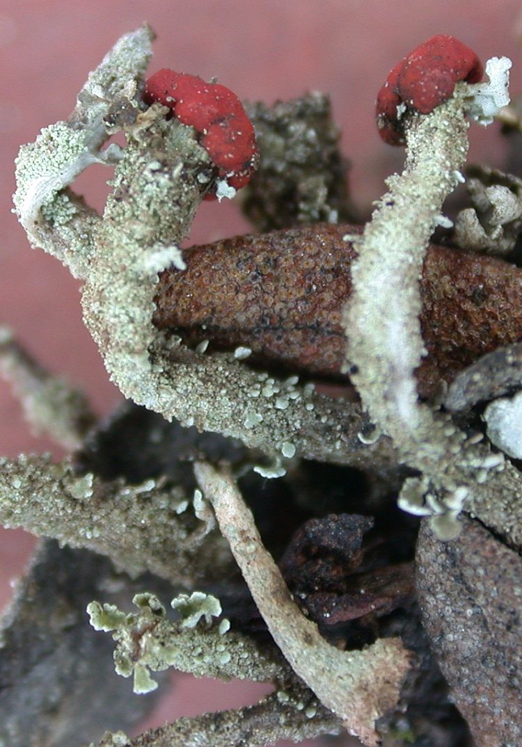 Cladonia floerkeana from China, Yunnan (ABL)