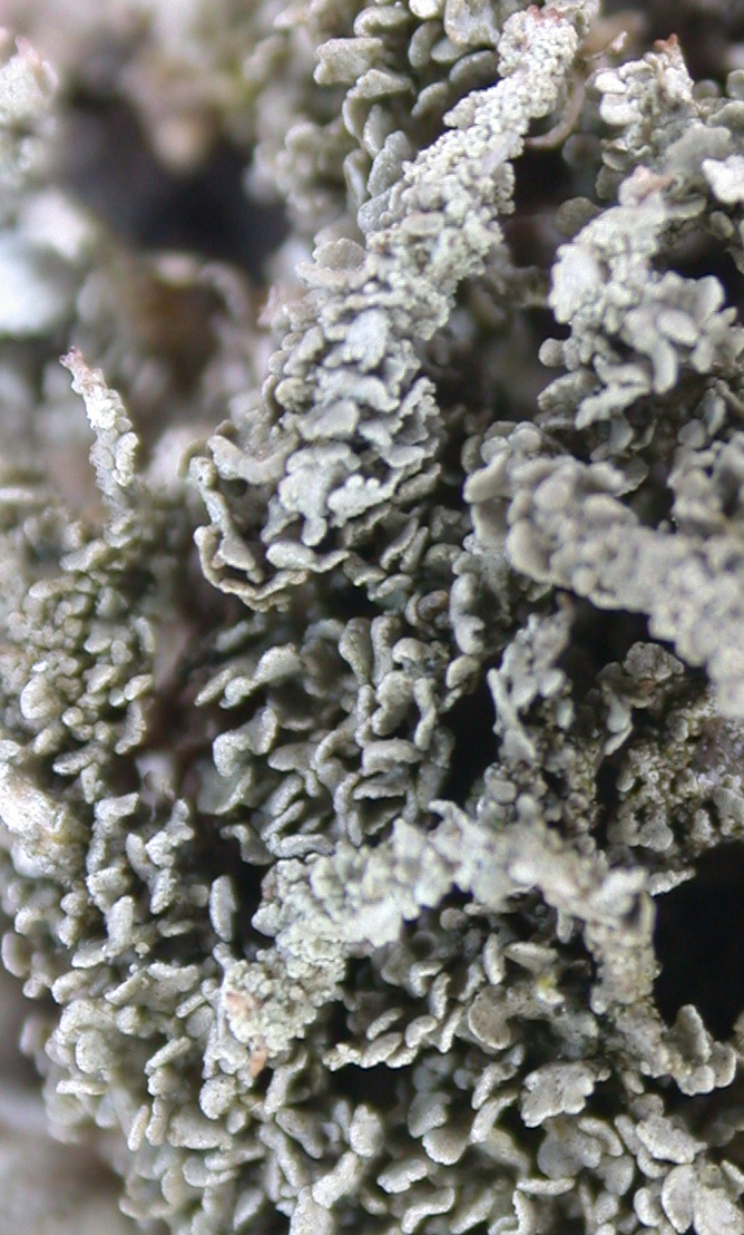 Cladonia fruticulosa from Taiwan (ABL)