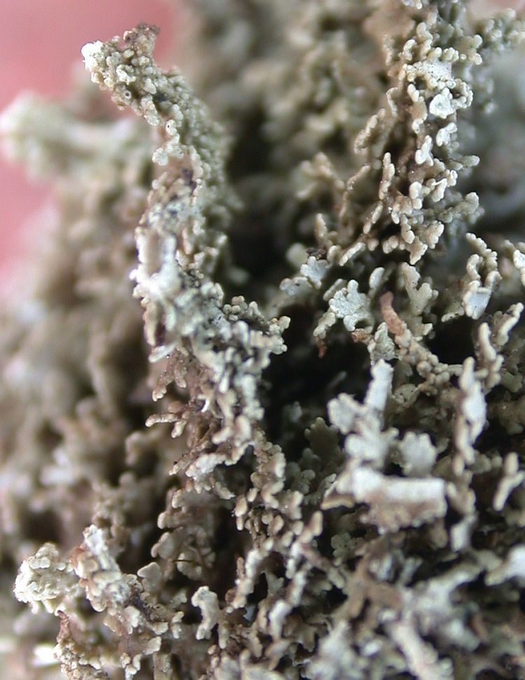 Cladonia glauca from Taiwan (ABL)