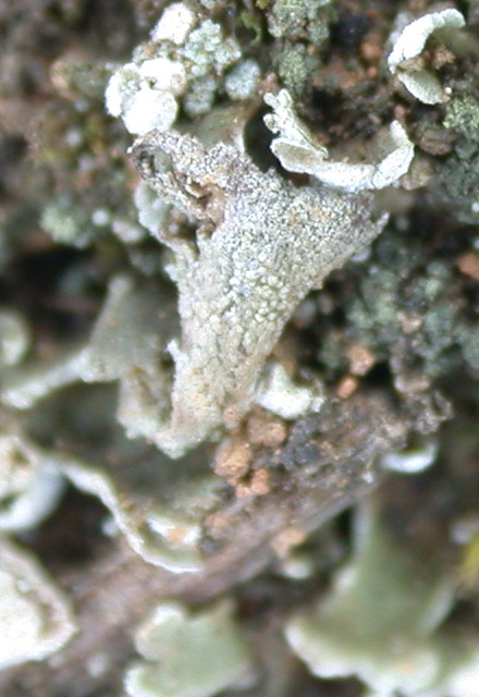 Cladonia gonggaensis from China, Yunnan (ABL)