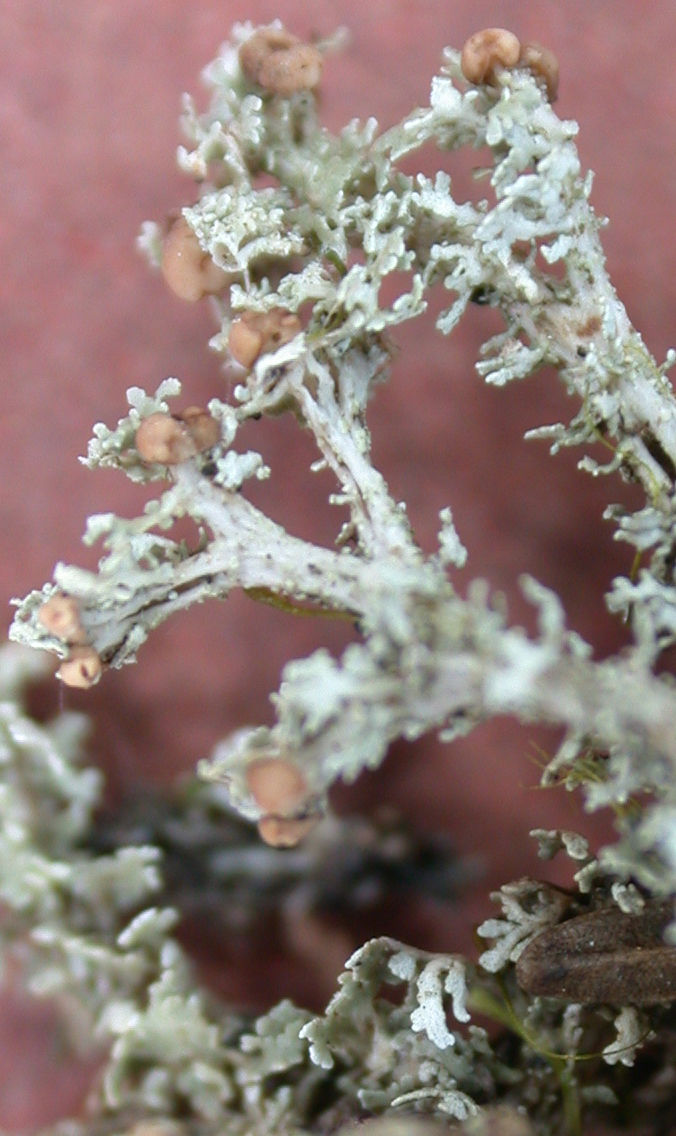 Cladonia gymnopoda from Taiwan (ABL)