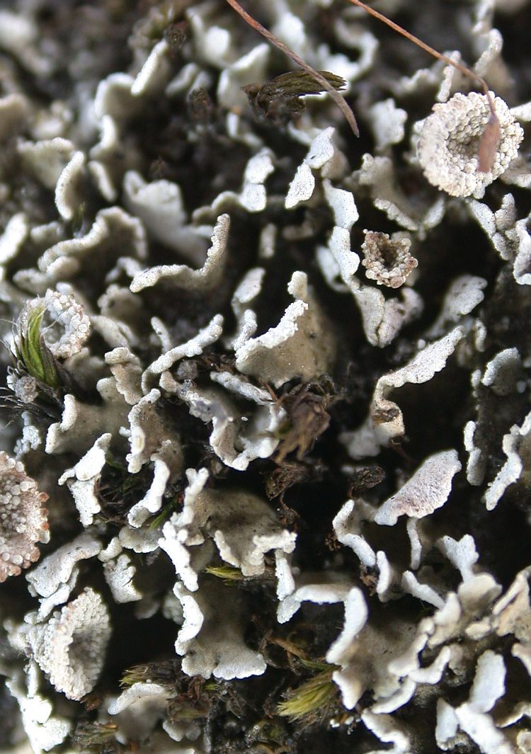 Cladonia kurokawae from Taiwan (ABL)