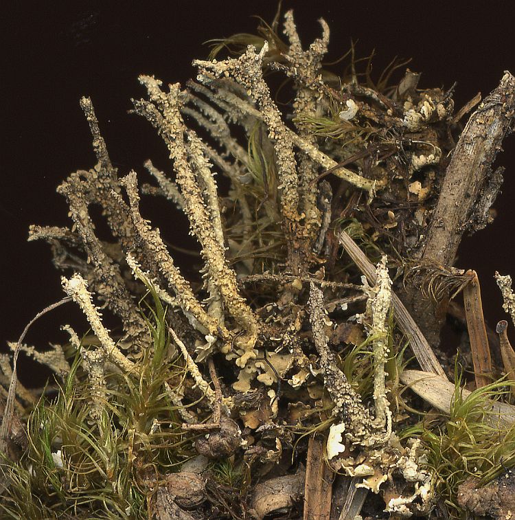 Cladonia laii from Taiwan leg. Sparrius 6307a