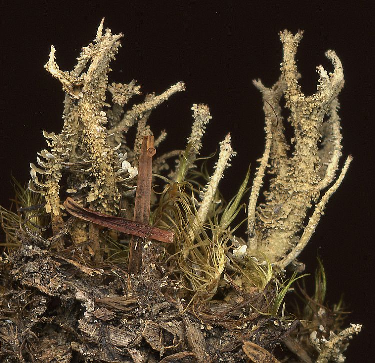 Cladonia laii from Taiwan leg. Sparrius 6307b
