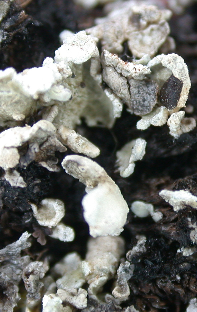 Cladonia luteoalba from China, Yunnan (ABL)