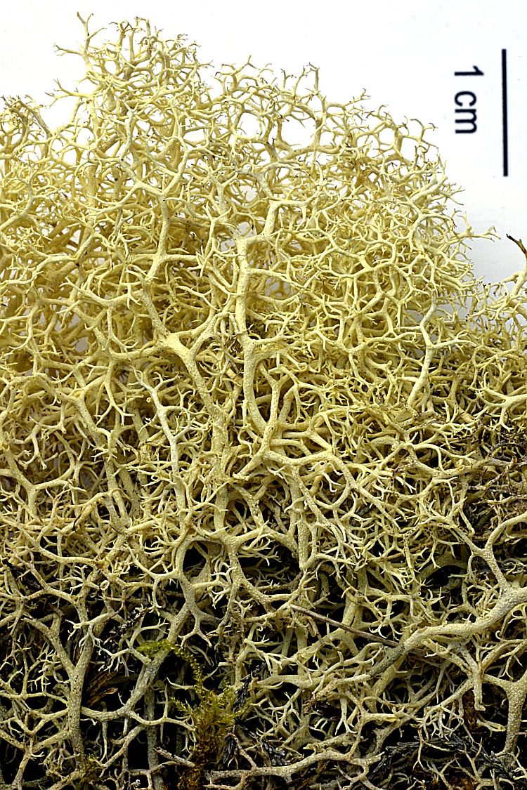 Cladonia macaronesica from Azores 