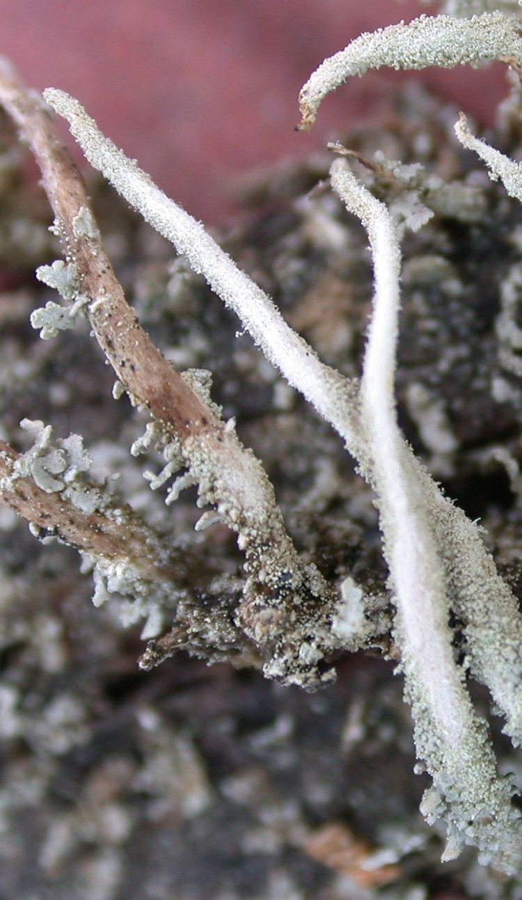 Cladonia macilenta from Taiwan (ABL)