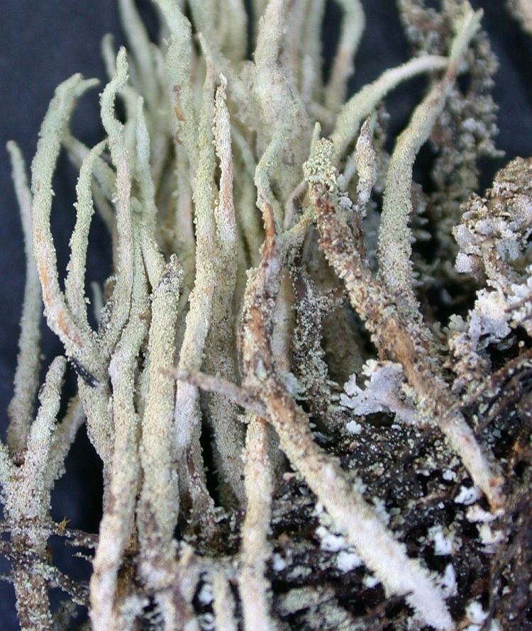 Cladonia macilenta from Ecuador, Galápagos 