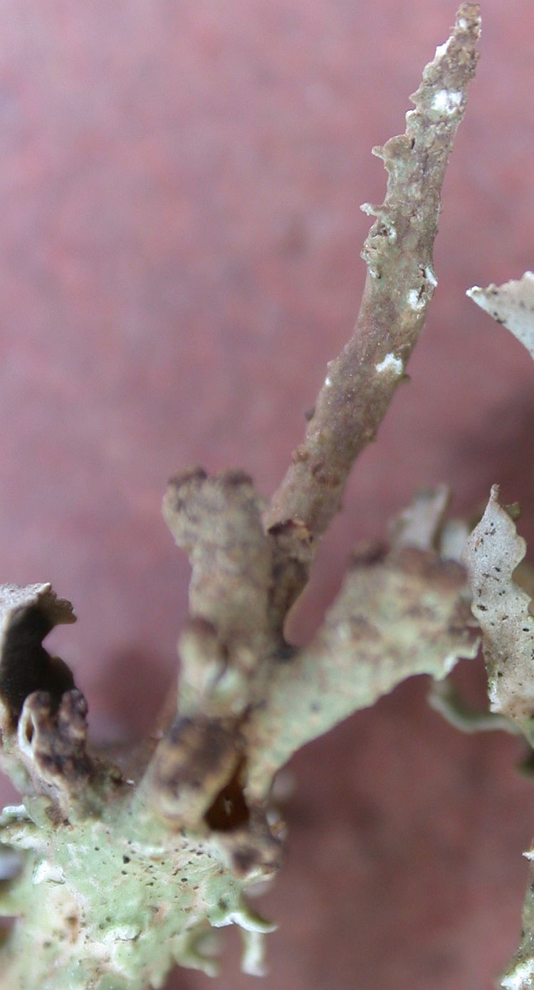 Cladonia macroceras from China, Yunnan (ABL)