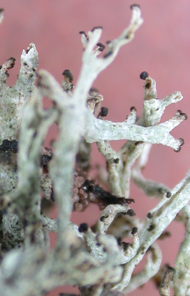 Cladonia multiformis from China, Yunnan (ABL)
