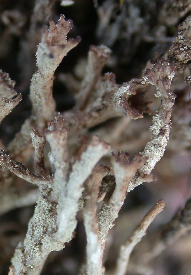 Cladonia phyllopoda from Taiwan (ABL)