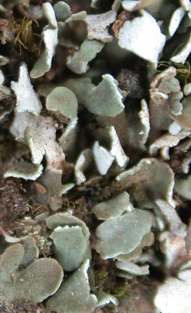 Cladonia polycarpoides from China, Yunnan (ABL)