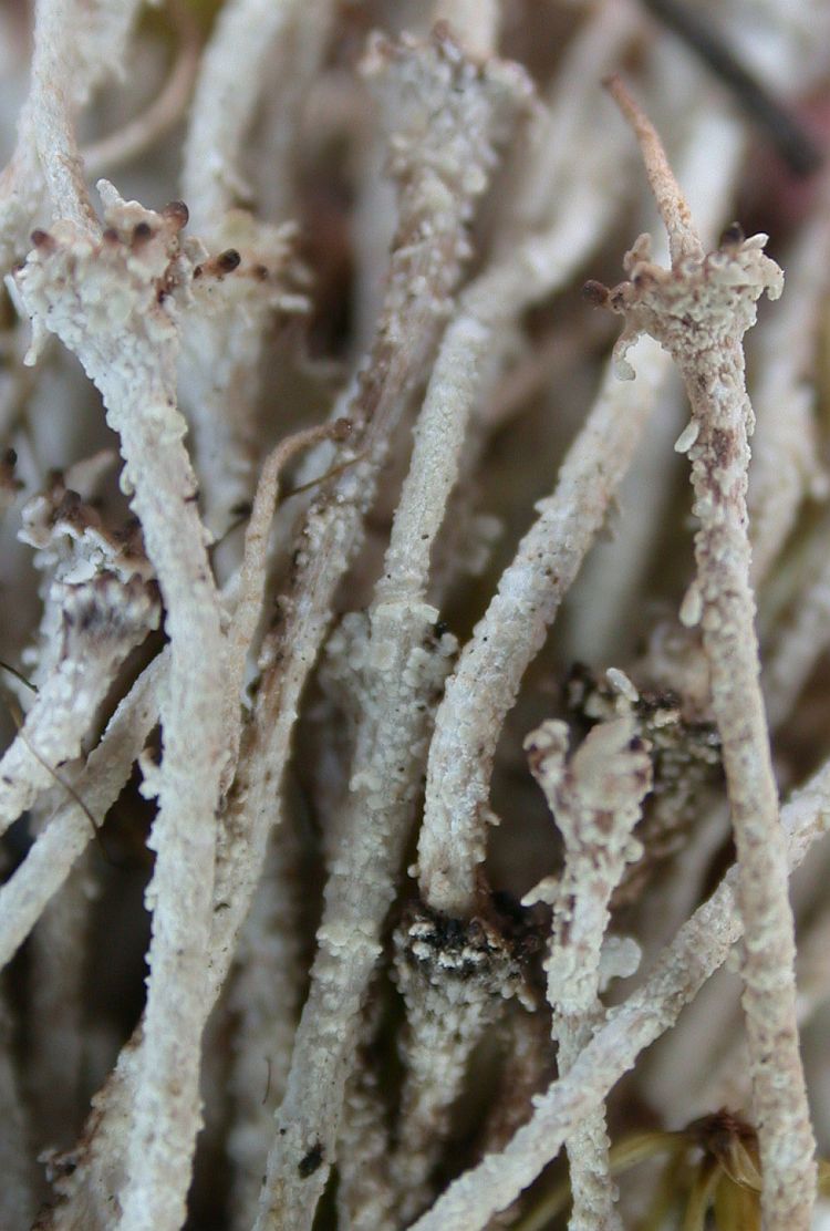 Cladonia pseudogymnopoda from Taiwan (ABL)