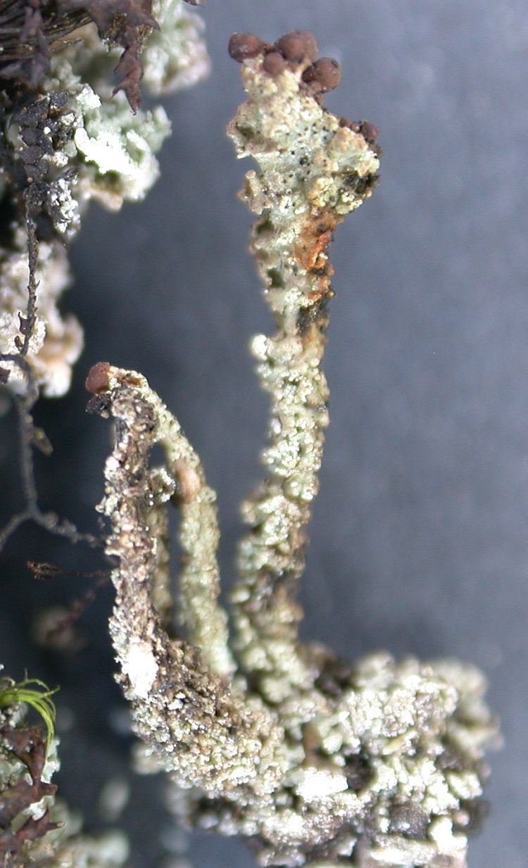 Cladonia pulverulenta from Ecuador, Galápagos 