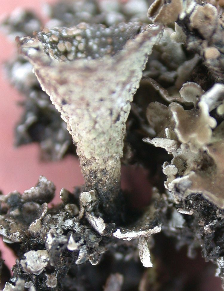 Cladonia pyxidata from Taiwan (ABL)