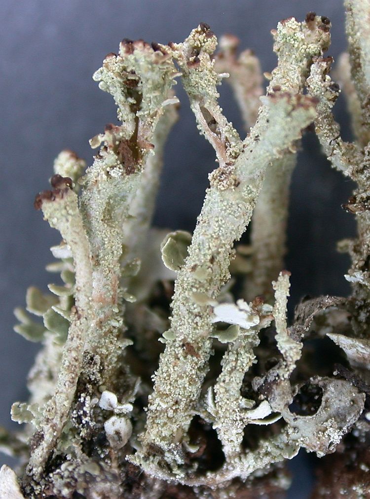 Cladonia ramulosa from Ecuador, Galápagos 