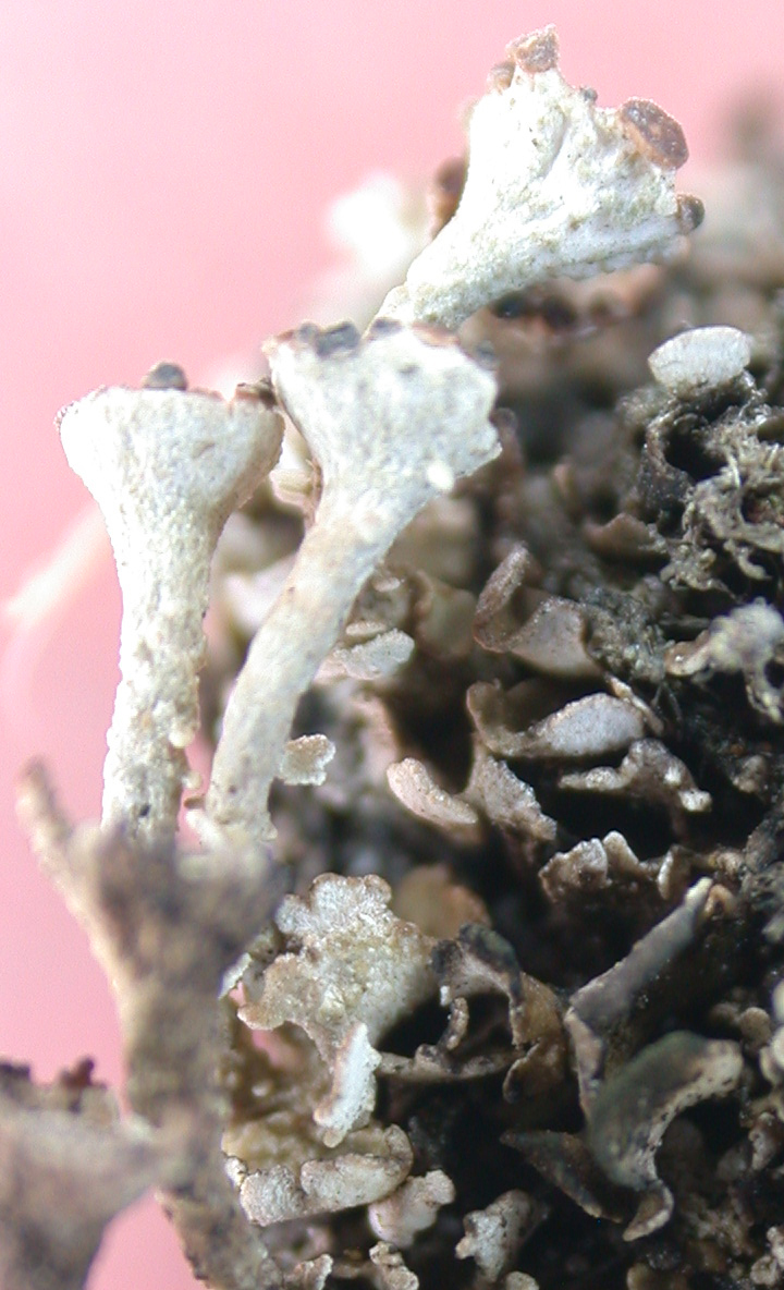 Cladonia rappii from Taiwan (ABL)