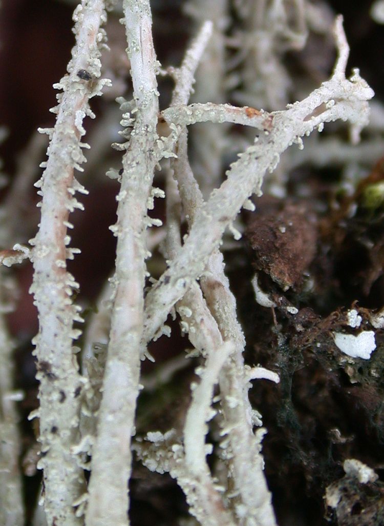 Cladonia scabriuscula from Taiwan (ABL)