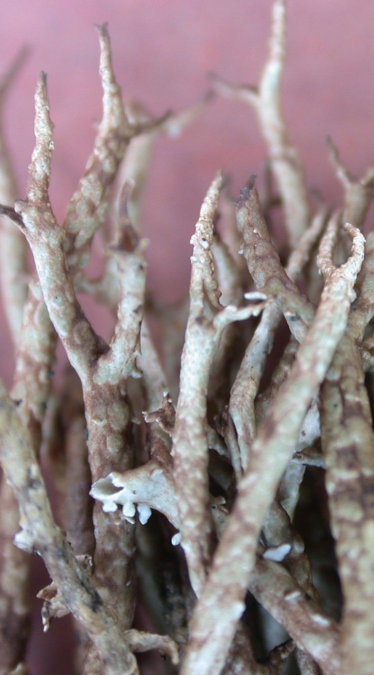 Cladonia squamosa from Taiwan (ABL)