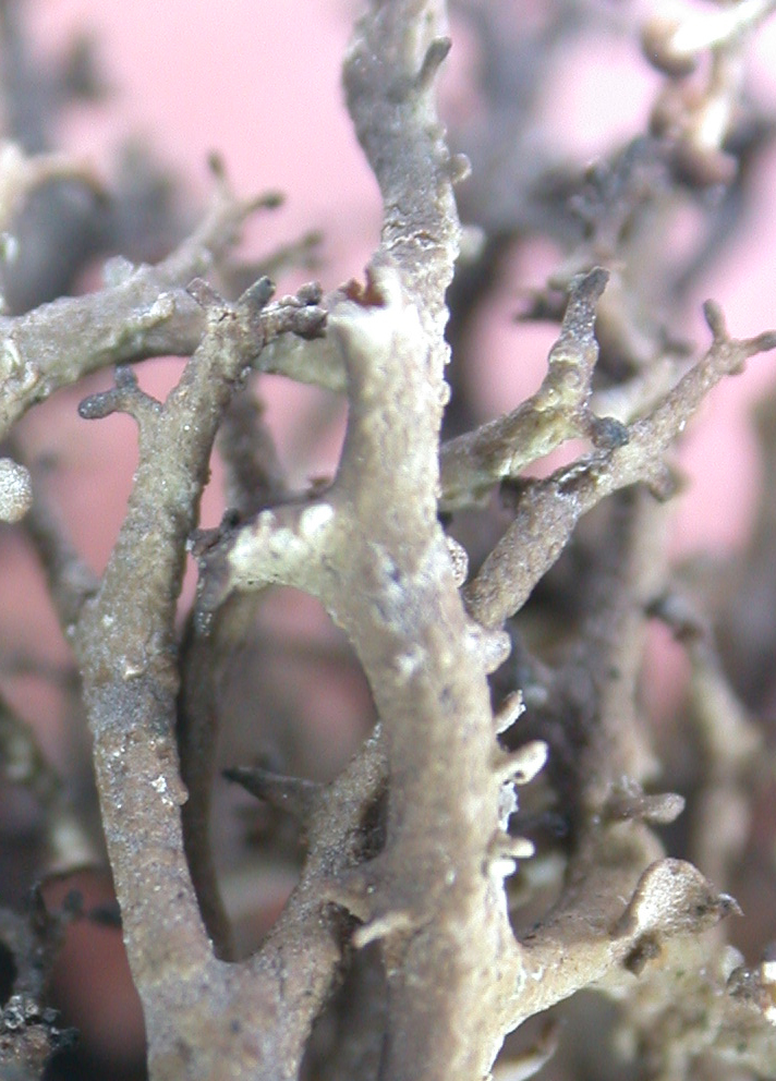 Cladonia squamosissima from China, Yunnan (ABL)