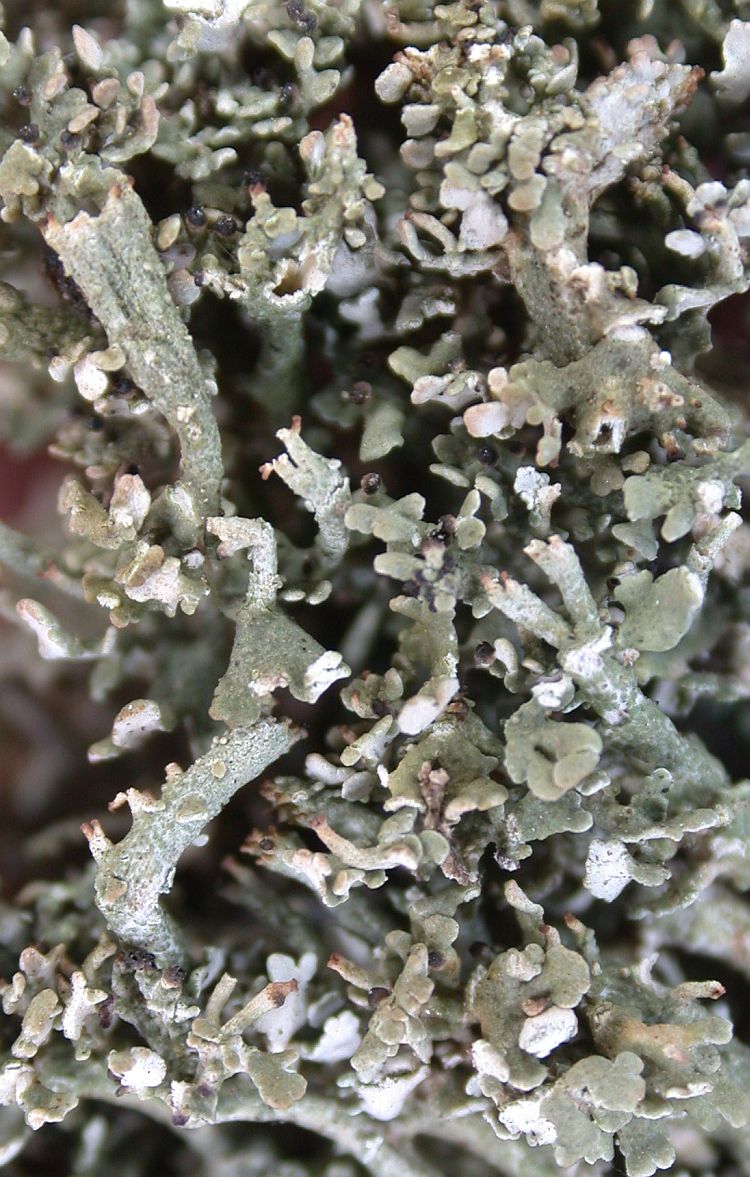 Cladonia submultiformis from Taiwan (ABL)