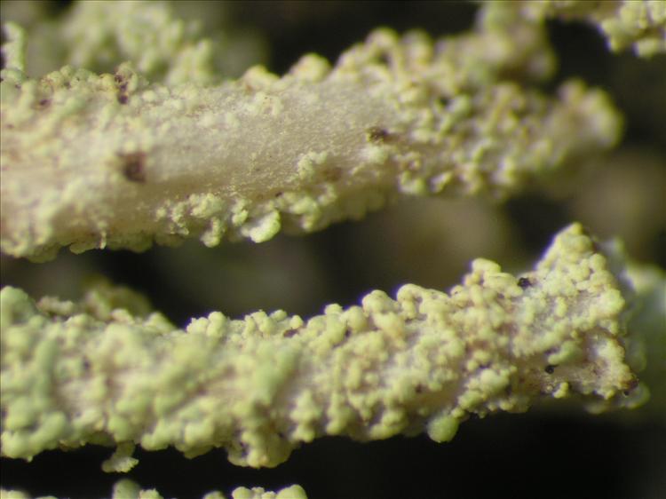 Cladonia subradiata from Netherlands Antilles, Saba Habitus. leg. Sipman  54813. Image width = 4 mm.