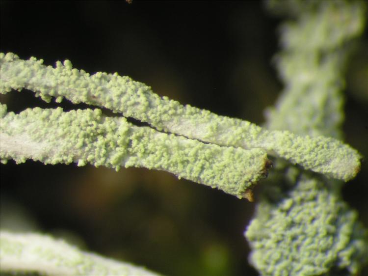 Cladonia subradiata from Netherlands Antilles, Saba Habitus. leg. B. Buck 50539. Image width = 4 mm.