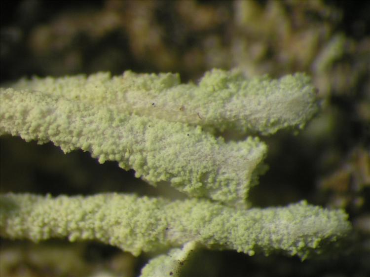 Cladonia subradiata from Netherlands Antilles, Saba Habitus. leg. Sipman  54886. Image width = 4 mm.