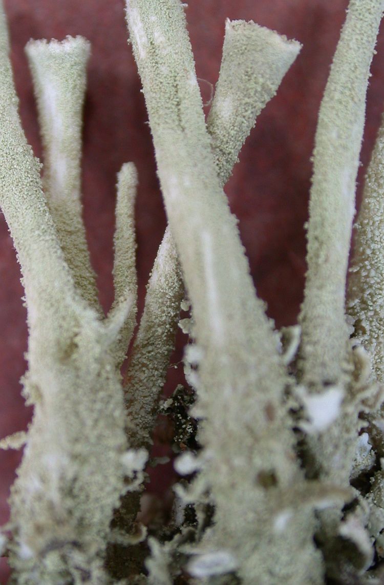 Cladonia subsquamosa from Taiwan (ABL)