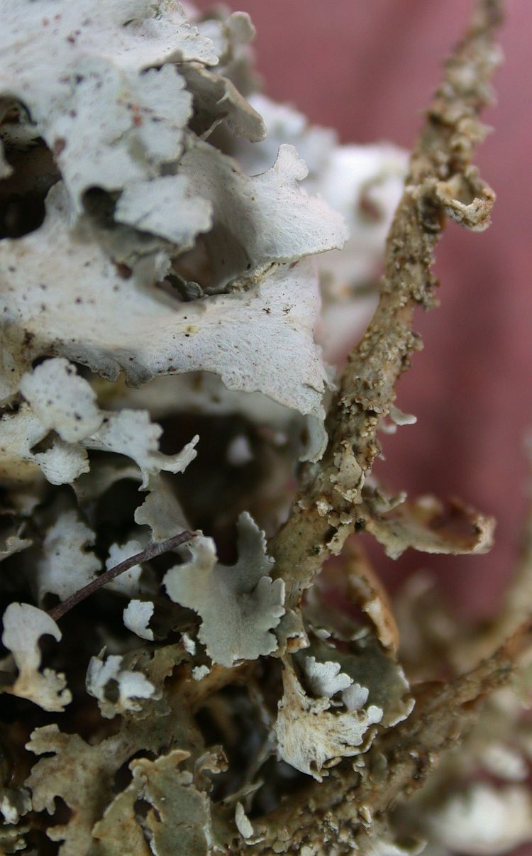 Cladonia umbricola from Taiwan (ABL)