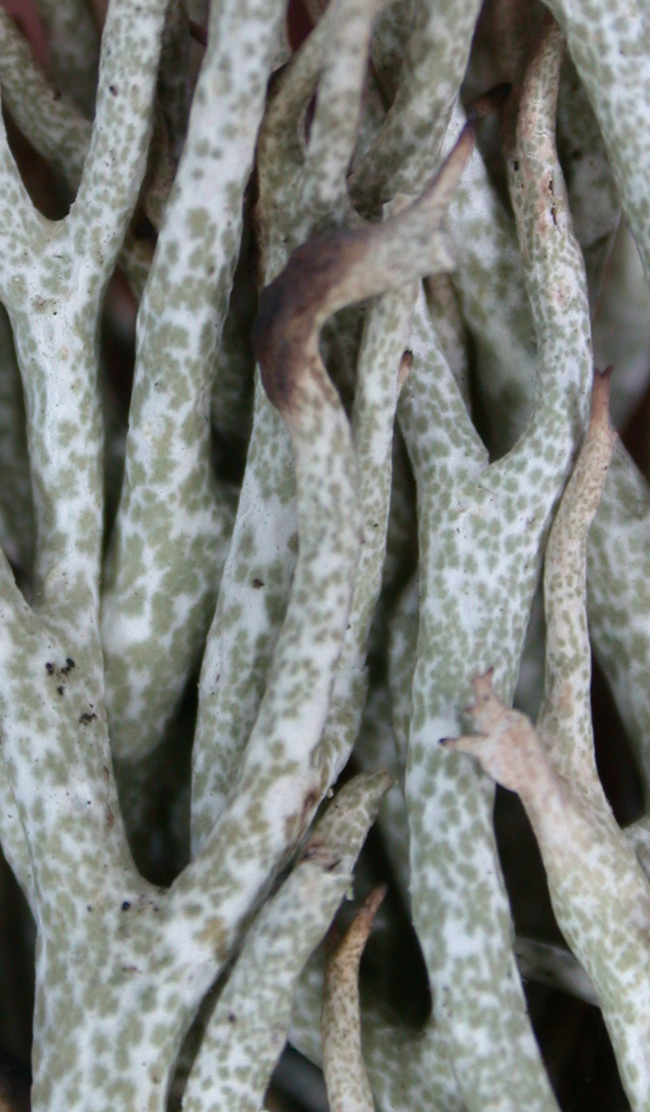 Cladonia uncialis from China, Yunnan (ABL)