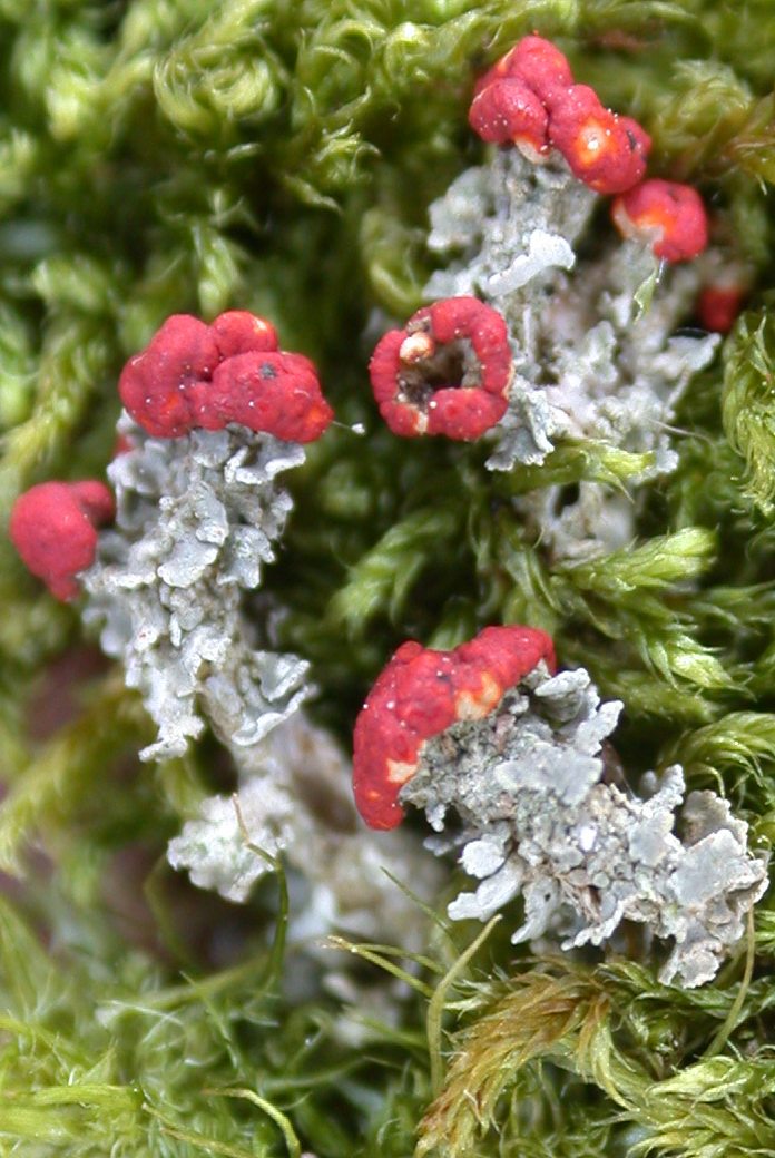 Cladonia vulcanica from Taiwan (ABL)