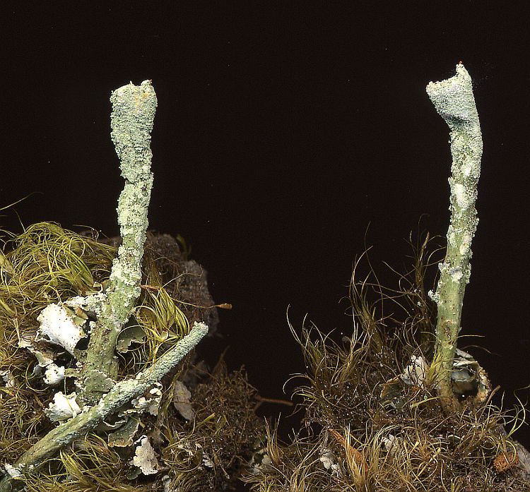 Cladonia yunnana from China, Yunnan leg. Sparrius 7653